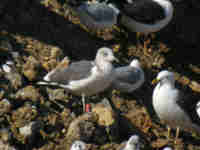 Goéland brun Larus fuscus H'137