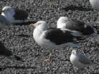 Goéland brun Larus fuscus JR22