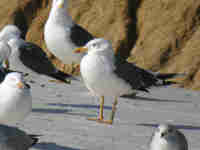 Goéland brun Larus fuscus M.ABN