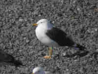 Goéland brun Larus fuscus SJ