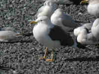 Goéland brun Larus fuscus TX9