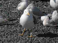 Goéland brun Larus fuscus TX9