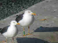 Goéland brun Larus fuscus Y·AJC