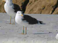 Goéland brun Larus fuscus Y·AJC