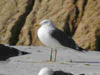 Goéland brun Larus fuscus Y·AJC