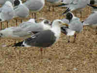 Goéland brun Larus fuscus VX