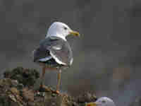 Goéland brun Larus fuscus WX