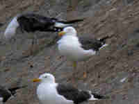 Goéland brun Larus fuscus 4J