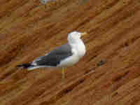 Goéland brun Larus fuscus 4J