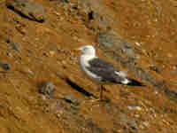 Goéland brun Larus fuscus E.B