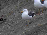 Goéland brun Larus fuscus LGA·W