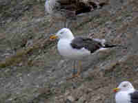 Goéland brun Larus fuscus LGA·W