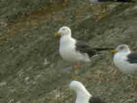 Goéland brun Larus fuscus SE