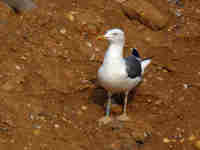 Goéland brun Larus fuscus LGA·W