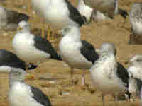 Goéland brun Larus fuscus 1DH