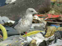 Goéland brun Larus fuscus 28