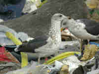 Goéland brun Larus fuscus 28