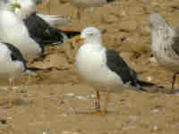 Goéland brun Larus fuscus 3·T6