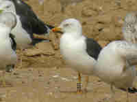 Goéland brun Larus fuscus 3·T6