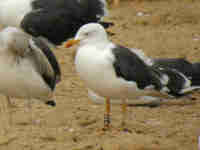 Goéland brun Larus fuscus 3·T6