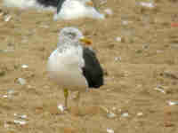 Goéland brun Larus fuscus 3U