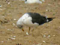 Goéland brun Larus fuscus 3U