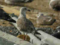 Goéland brun Larus fuscus 869N