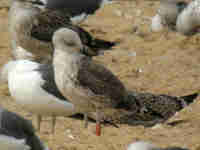 Goéland brun Larus fuscus 869N