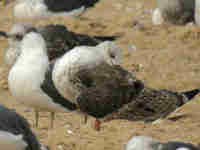 Goéland brun Larus fuscus 869N