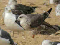 Goéland brun Larus fuscus 869N