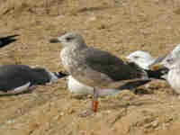 Goéland brun Larus fuscus 929N