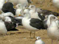 Goéland brun Larus fuscus EN68