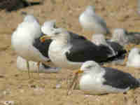 Goéland brun Larus fuscus E