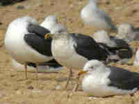 Goéland brun Larus fuscus E