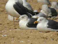 Goéland brun Larus fuscus E