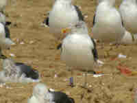 Goéland brun Larus fuscus G·VAK