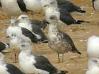 Goéland brun Larus fuscus H'791