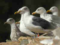 Goéland brun Larus fuscus J4