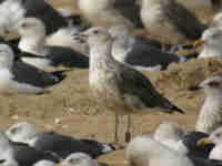 Goéland brun Larus fuscus JHH3