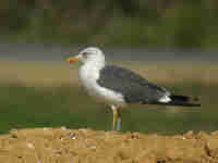 Goéland brun Larus fuscus KH·AF