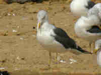 Goéland brun Larus fuscus 015K