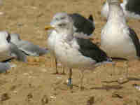 Goéland brun Larus fuscus LZA·F