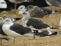 Goéland brun Larus fuscus LZA·F