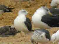 Goéland brun Larus fuscus MA