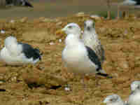 Goéland brun Larus fuscus PX