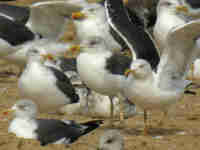 Goéland brun Larus fuscus RC7