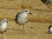 Goéland brun Larus fuscus Y·ANL