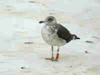 Goéland brun Larus fuscus 630N