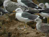 Goéland brun Larus fuscus 6·Z8