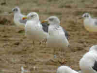 Goéland brun Larus fuscus E